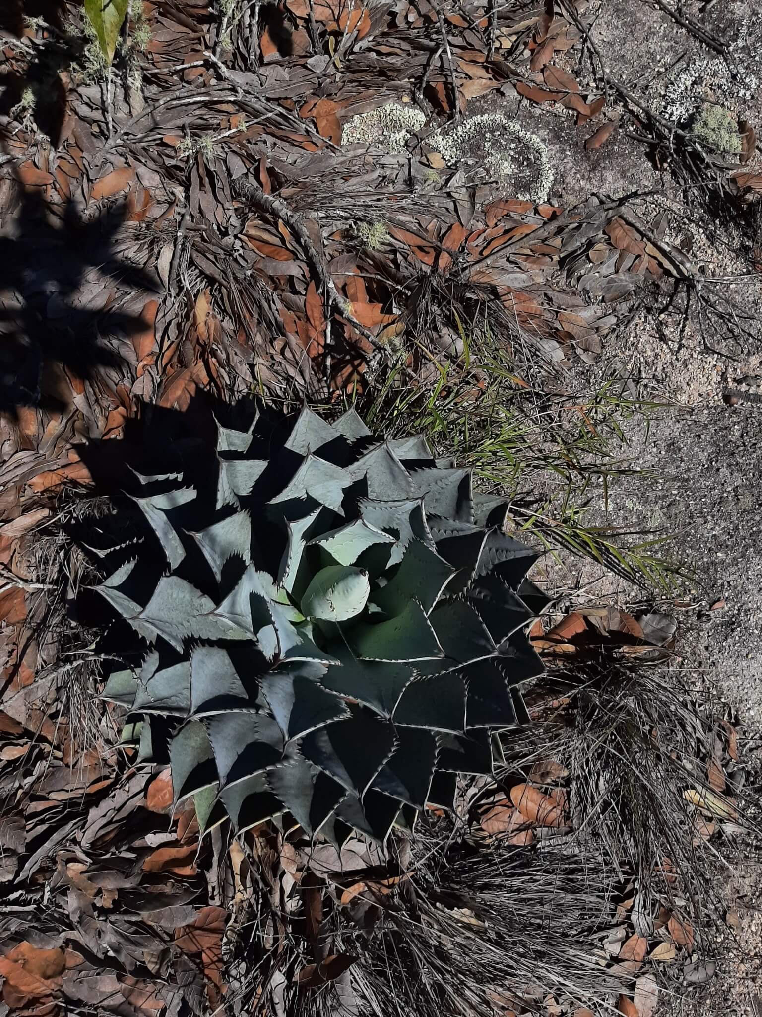 Agave isthmensis 